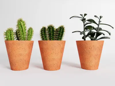 Decorative succulent potted plants 3D model
