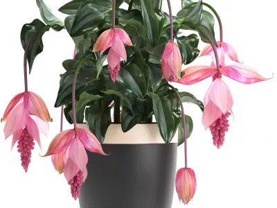 Collection Exotic plants Medinilla magnifica 3D model