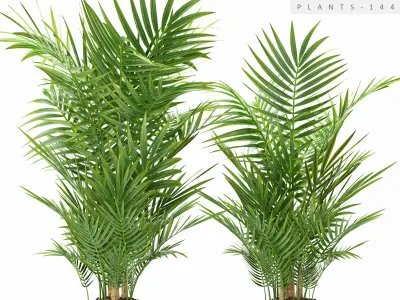 palm plant 144 3D model