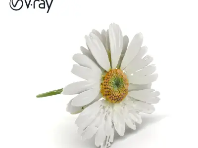 Aster White Pristine Flower Detailed Model Pack Low-poly 3D model
