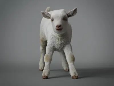 Realistic Baby Goat With Fur Faceial rig  3D model