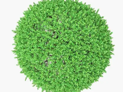 Rounded boxwood shurbs 91 - 106cm high 3D model