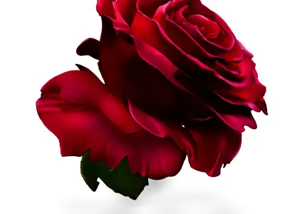 Realistic Red Rose 3D Model Low-poly 3D model