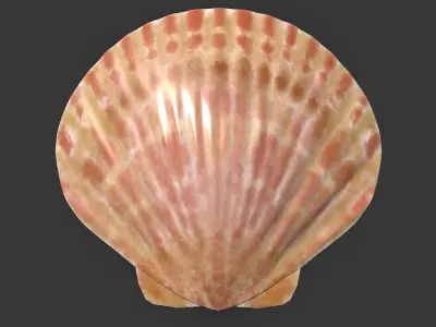 Sea Shell PBR Free 3D model