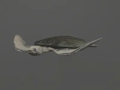 low poly sea turtle Low-poly 3D model