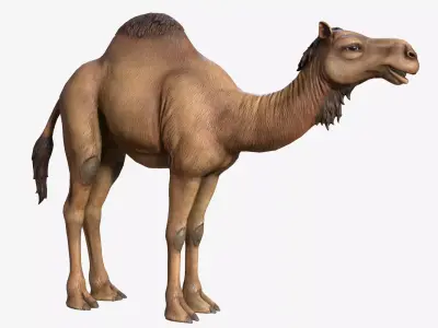 Dromedary Camel Low-poly 3D model