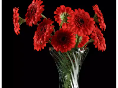 RED GERBERA 3D model