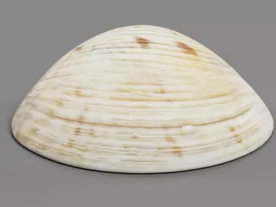 -Clam V7- 3D model