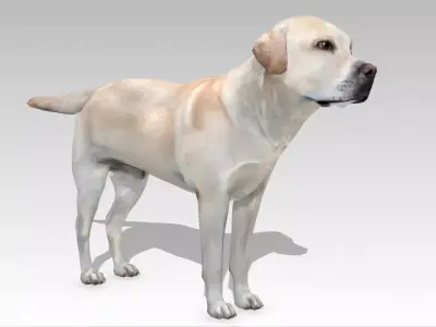 Labrador retriever Low-poly 3D model