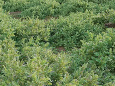 Juniperus procumbens - Garden Juniper 01 Low-poly 3D model