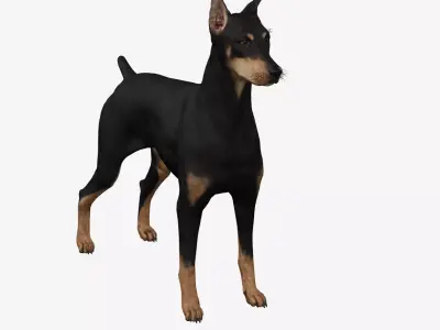 Dog Doberman Low-poly 3D model