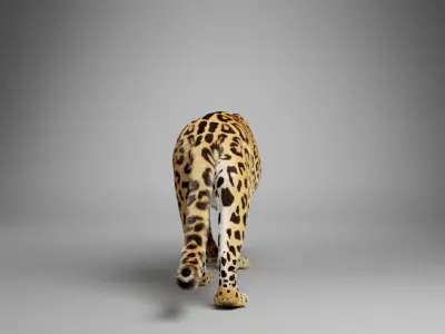 Jaguar-Panthera Onca- Animated   VFX Grace 3D model