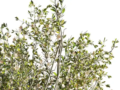 Flowering branches in a Frosted glass vase - Bouquet 82  Low-poly 3D model