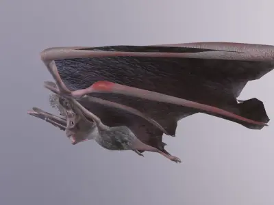 Bat Animated Low-poly 3D model