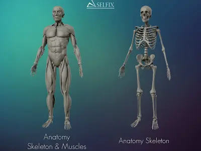 Anatomy Skeleton and Muscles 3D Model Low-poly 3D model