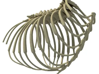 Animal Rib Cage  3D model