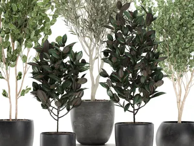 Trees in a black pot for the interior 701 3D model