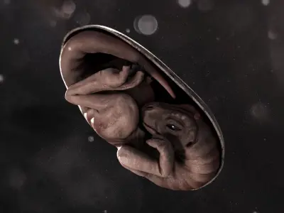 Dinosaur Embryo Low-poly 3D model