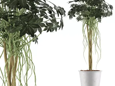 Plants Collection 87 3D model