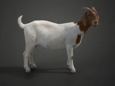 Boer Goat  with 1 Animation VFX Grace 3D model