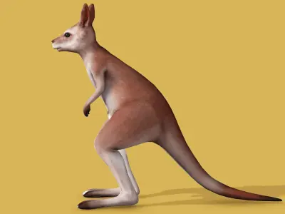 KANGAROO RIGGED ANIMATED 3 Low-poly 3D model