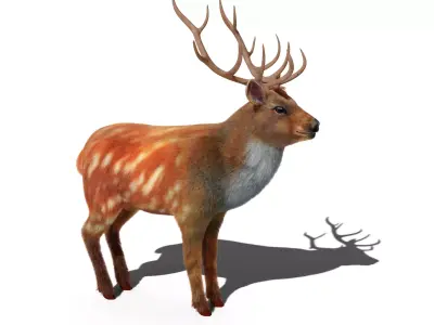Fur Red Deer Stag NO RIG Low-poly 3D model