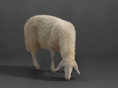 Adult Assaf Sheep02 With 4 Animations  VFX Grace 3D model