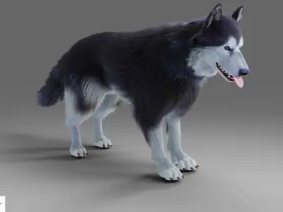 Fur Gray Wolf NO Rigged in Blender Low-poly 3D model