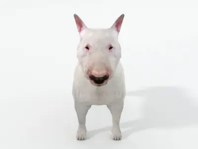 Bull Terrier Low-poly 3D model purchase