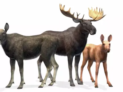 MOOSE FAMILY Low-poly 3D model