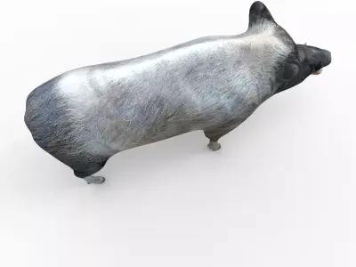  Wild Boar Rigged and Animated 3D Models Low-poly 3D model
