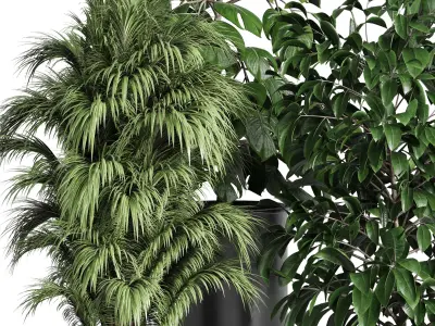 Collection indoor plant ficus rubbery monstera palm stand 3D model