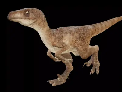 Raptor 3D model
