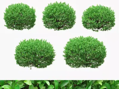 Boxwood balls 52 - 62cm  3D model