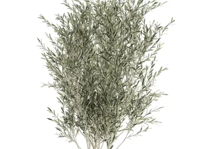 Decorative olive tree  in flowerpots 646 3D model