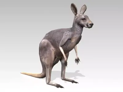 Kangaroo Animated Low-poly 3D model