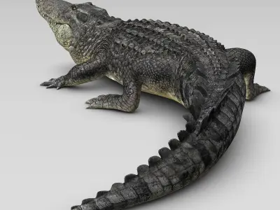 Alligator 3D model