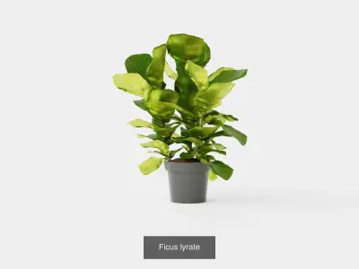 Collection of Ficus Houseplant - 4 Models