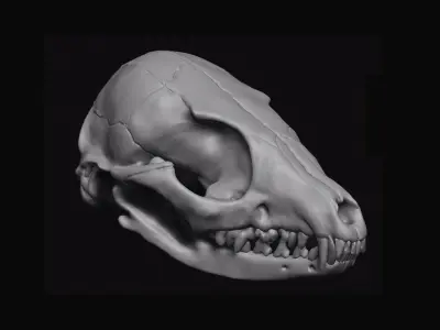 Fox Skull 3D model