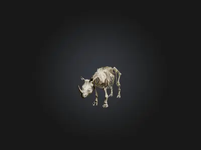 Realistic Rhinoceros Skeleton Model Low-poly 3D model