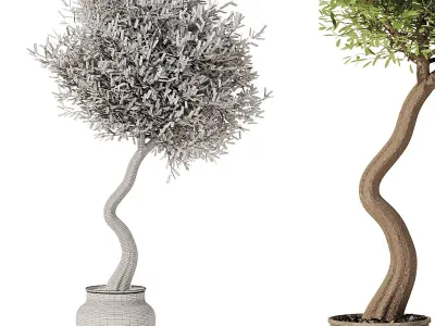 Pendolino Olive In Old Pot 3D model