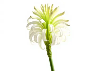 Elegant Flower Bloom Sculpture model pack Low-poly 3D model