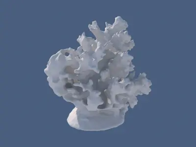 Coral Reefs 3D model