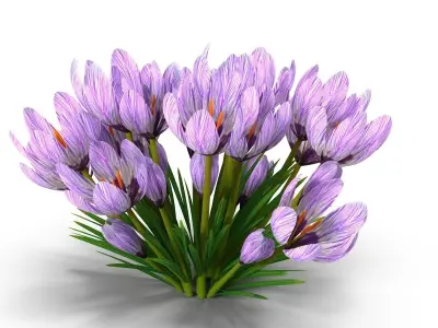 Crocus violet 3D model
