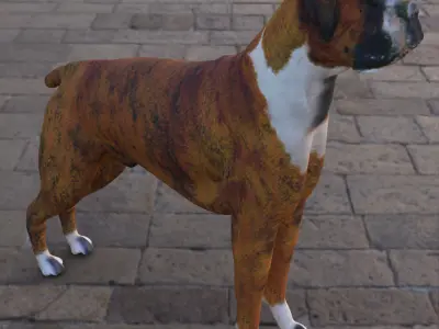 Boxer - 3D Dog Low-poly 3D model
