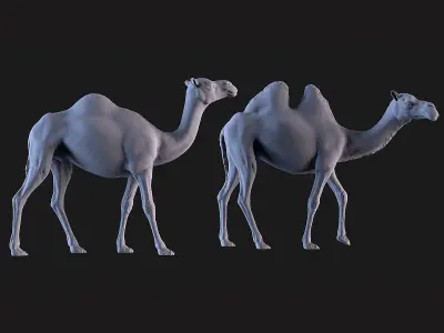 Camels  3D print model