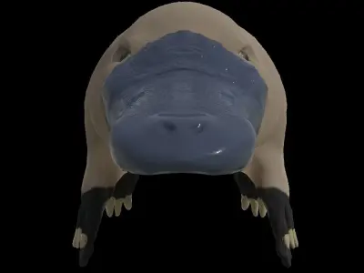 Pam the Platypus Low-poly 3D model