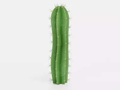 San Pedro Cactus Low-poly 3D model
