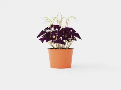 Oxalis triangularis Low-poly 3D model