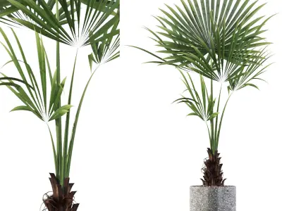 Plants collection 056 3D model